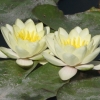 Nympheas